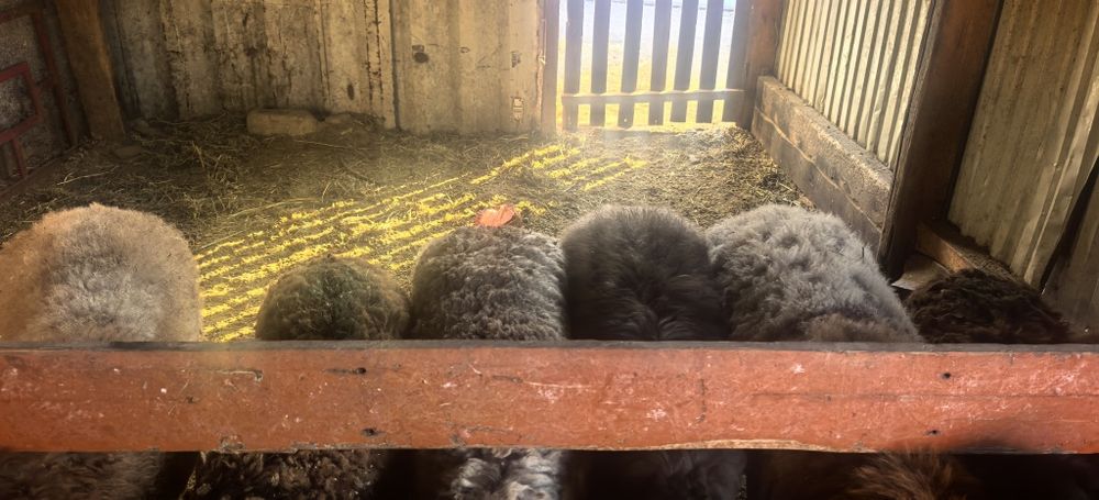 Семіз қой тоқтылар