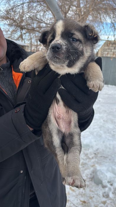 Отдам шенков в хорошие руки