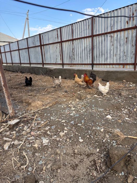 карликовые куры семейка