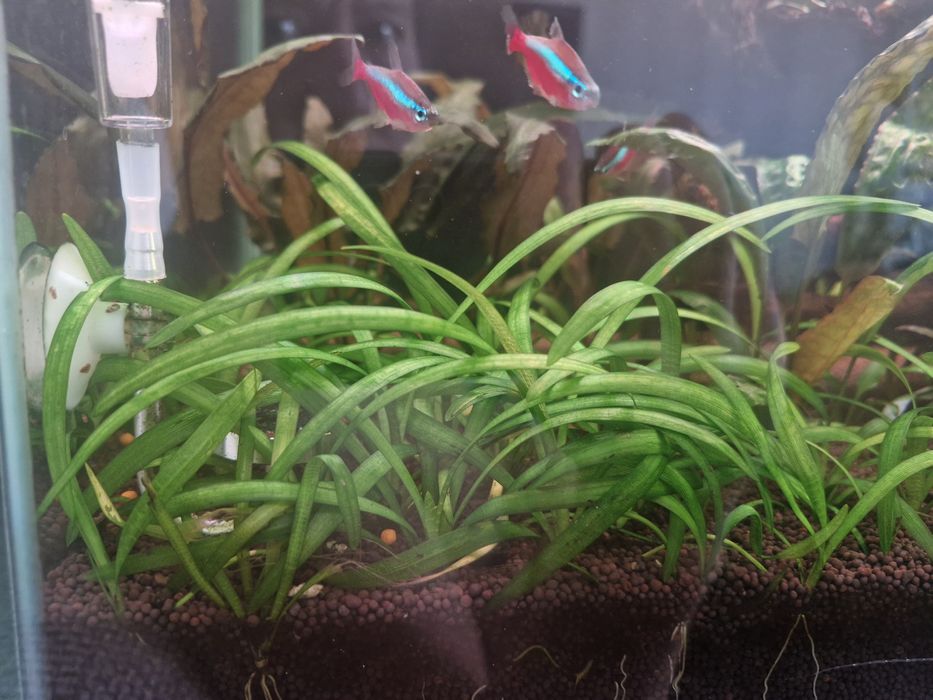 Аквариумные растения