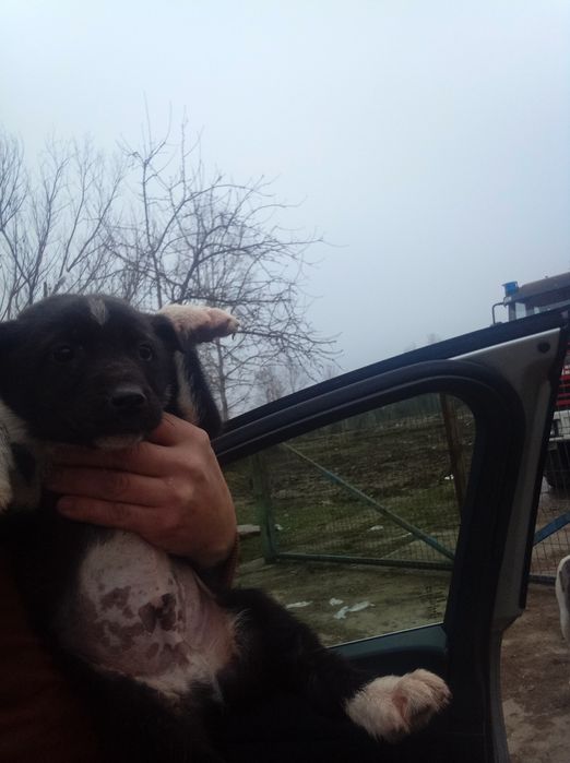 Donez cățelus metis