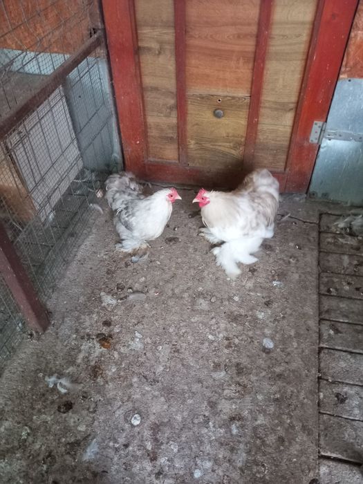 Cochinchina pitic Bobtail
