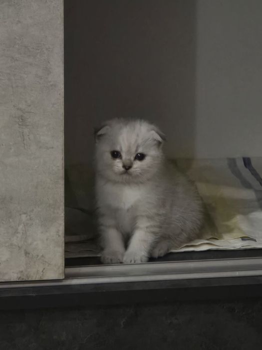 Продаются породистые котята скотиш фолд 2 девочки и 2 мальчика
