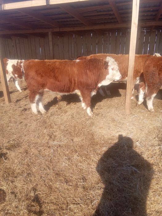 Бука сатылады. Продам быки