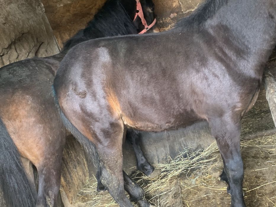 Vand o noatina de 2 ani si un noatin de 8 luni