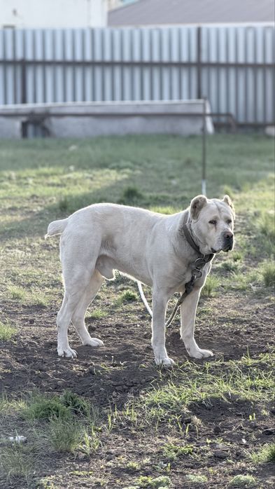 Алабай ждет на вязку