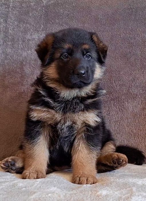 Pui ciobanesc german cu pedigree top