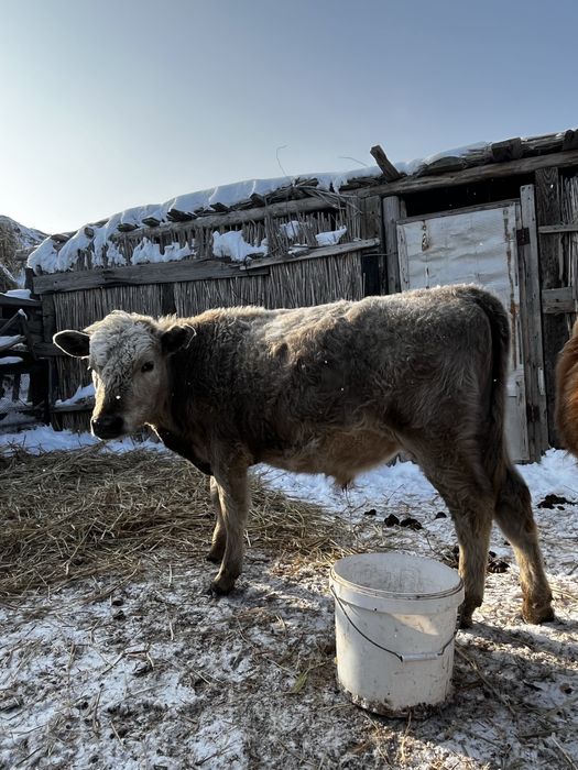 аулиеколь бука….