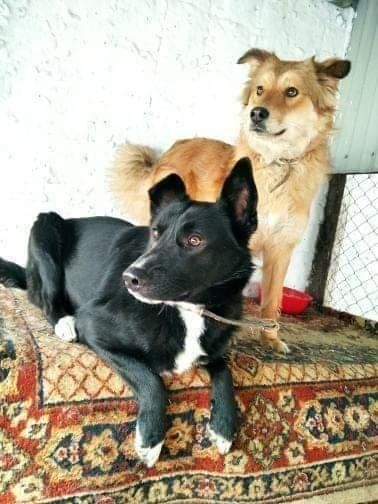 ЧЕРНЫШ в поисках дома !!!