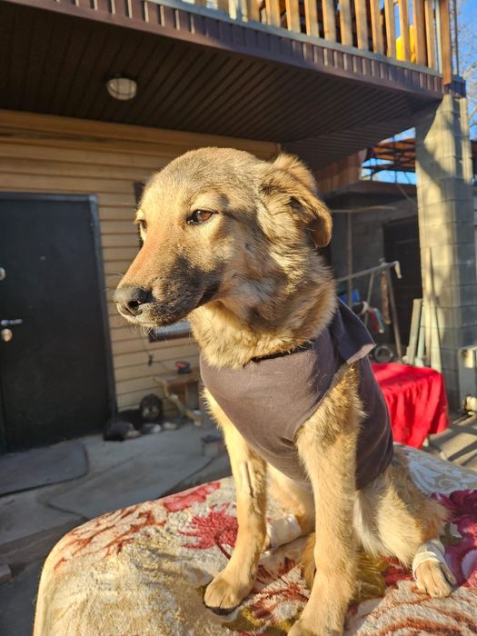 Щенки в добрые руки