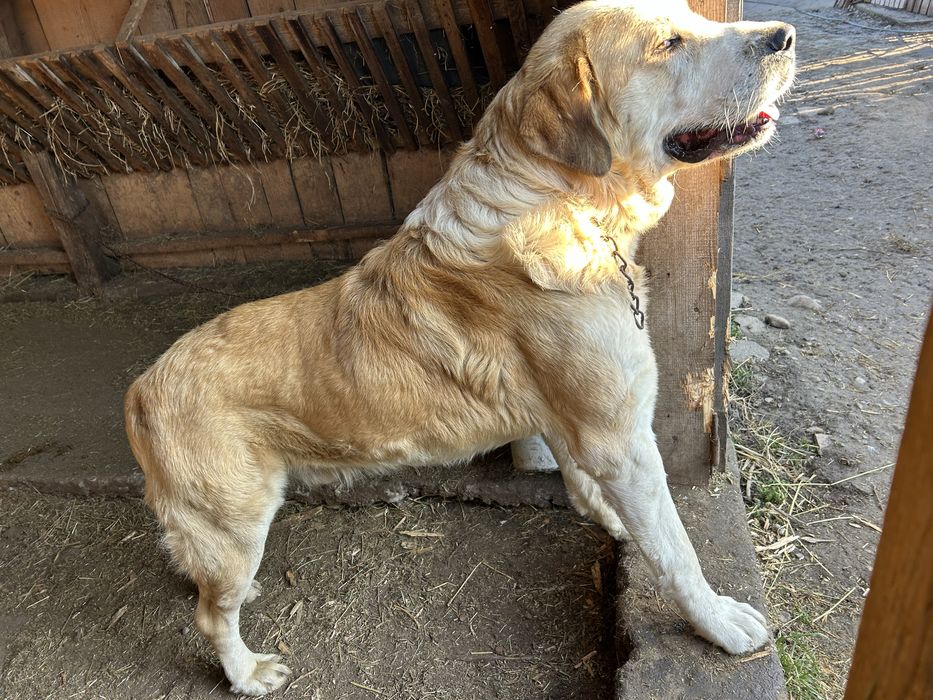 Vand caine ciobanesc