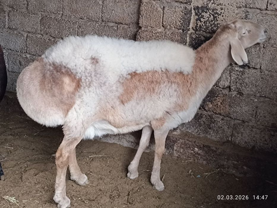 Авгон куй сотилади котта нарса