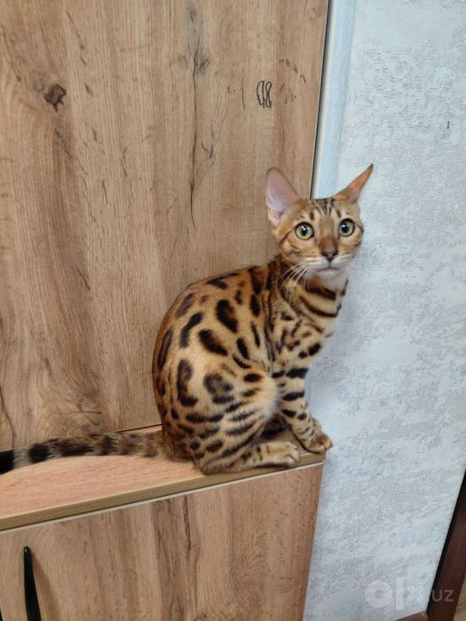 Элитная клубная Бенгальская кошка чистой золотистой породы СРОЧНО!
