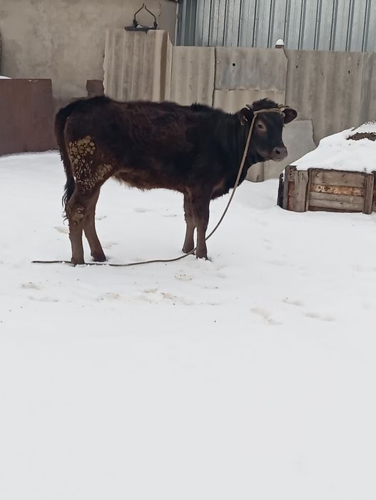 Продам тёлочку стоит на откорме