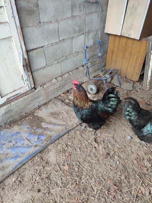 Петухи черные для лечения