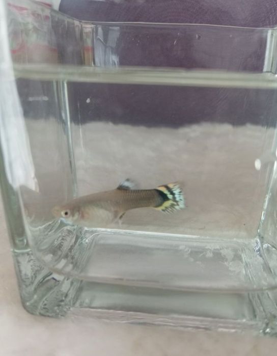 Vând pesti guppy