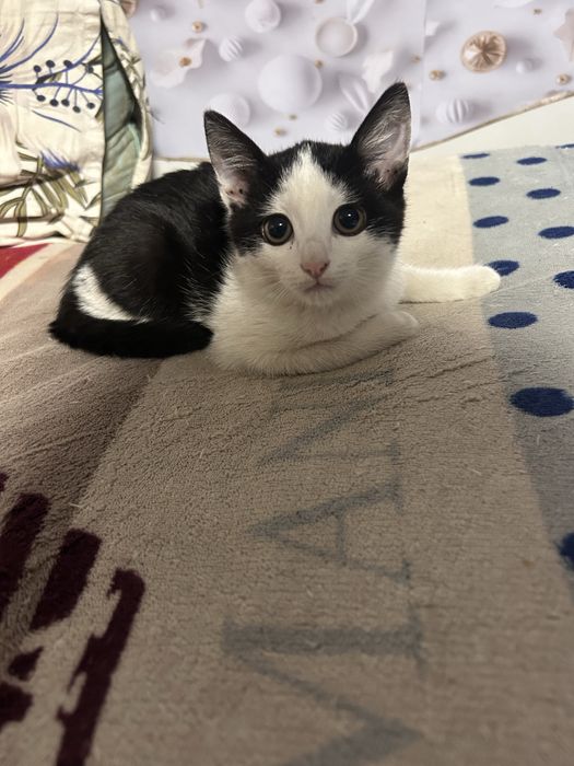 Отдаю котенка в добрые руки