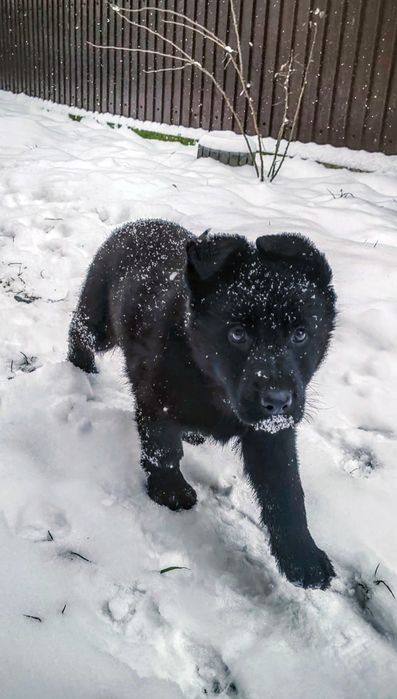 Femela Ciobanesc german, negru, pedigree, 2 luni