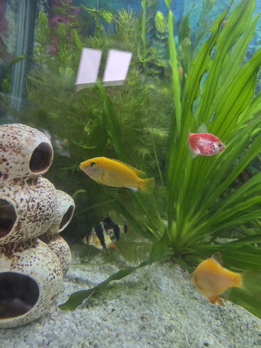 Продам красивых цихло Елоу