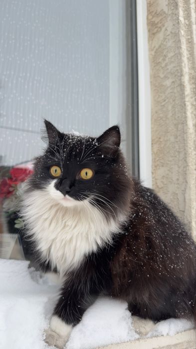 Кошка отдам в хорошие руки