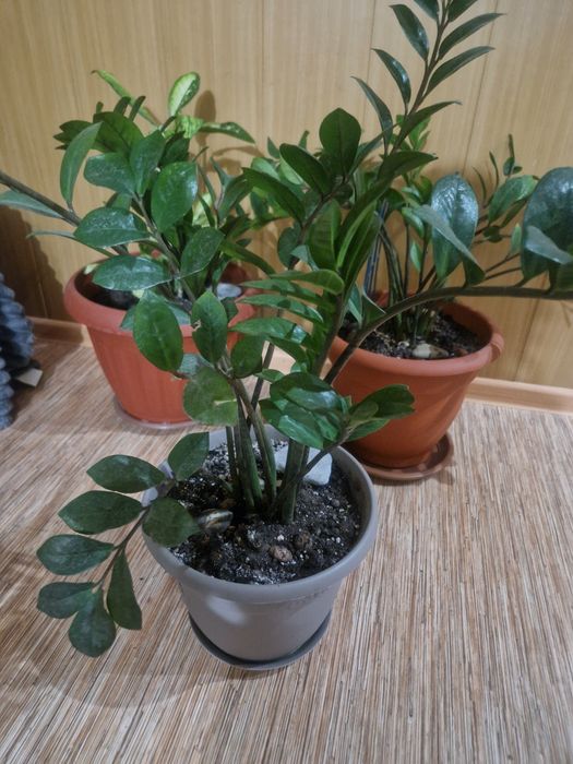 Комнатные растения