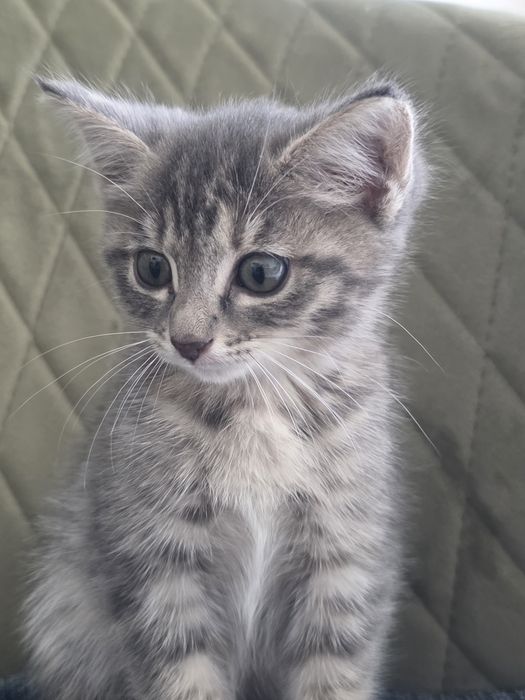 Отдам котёнка в хорошие руки