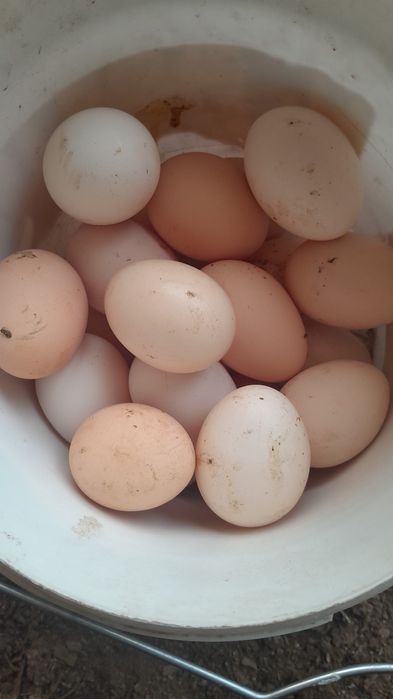 Адлер тауықтары сатылады