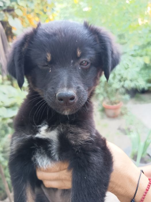Cățeluse  gratis adopție