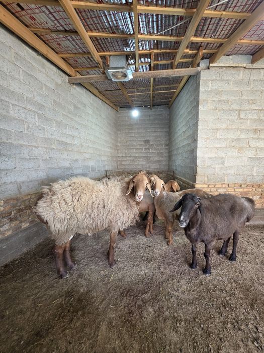 Арашан киргиз баран кучкарлар бор