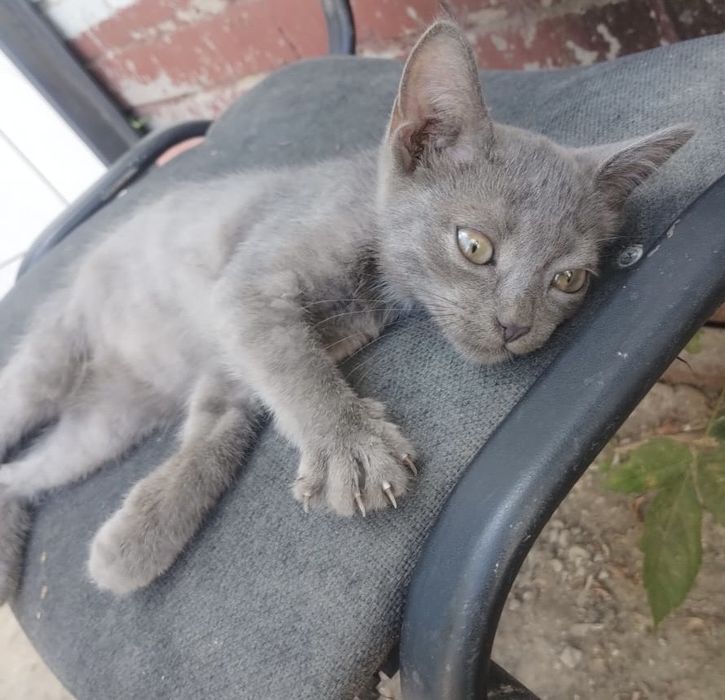 Котенок девочка ищет дом