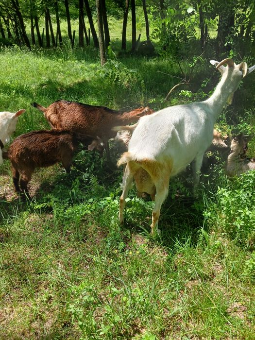 Capra sannen cu ied după ea bună de lapte