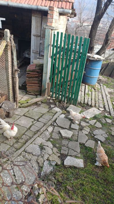 Декоративно петле с две кокошки