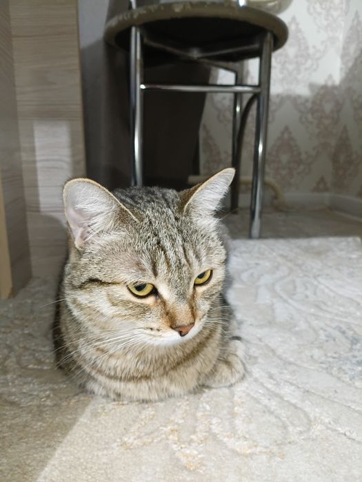 Отдам 2 х кошек в хорошие руки