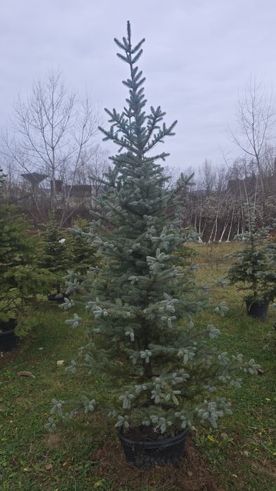 Brazi argintii și verzi ieftin