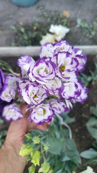 Корзинки с живой эустомой на подарок