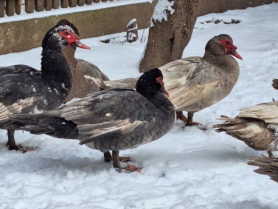 Ouă rațe leșești incubat (diferite culori )