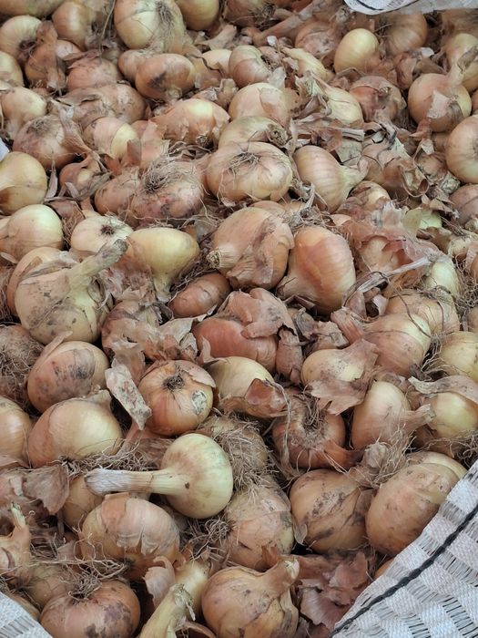 Ceapă de vânzare