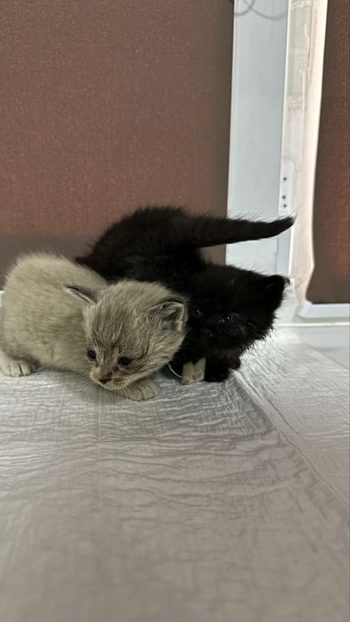 Два котенка ищут дом