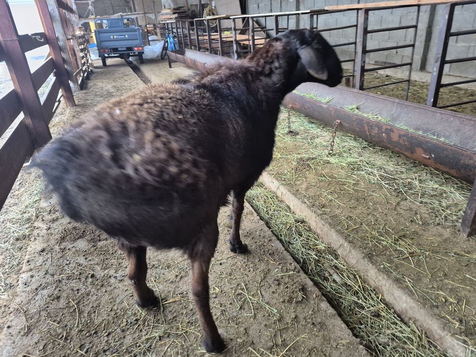 Қошқар кошкар қой кой