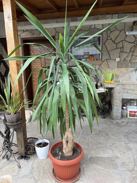 Големи цветя Юка 200см