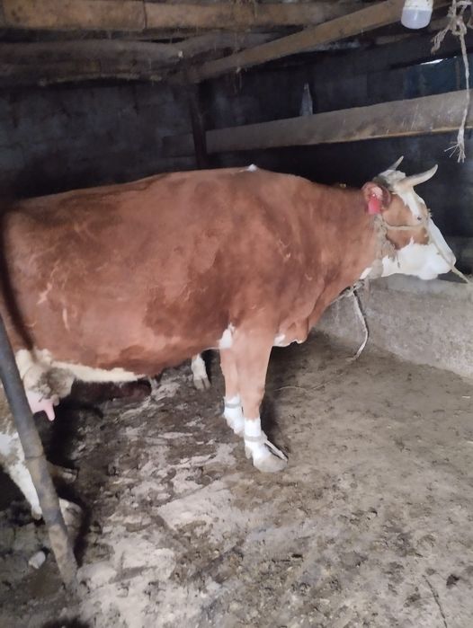 Продам дойную корову