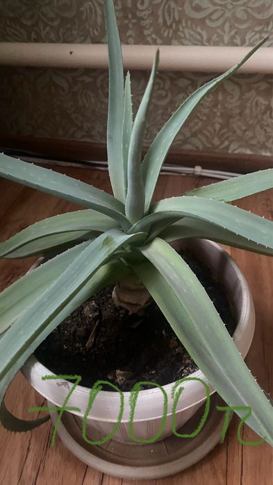 Алоэ вера лечебная