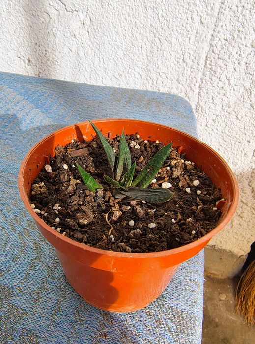 Продава Алое Вера - Лечебно  5 €