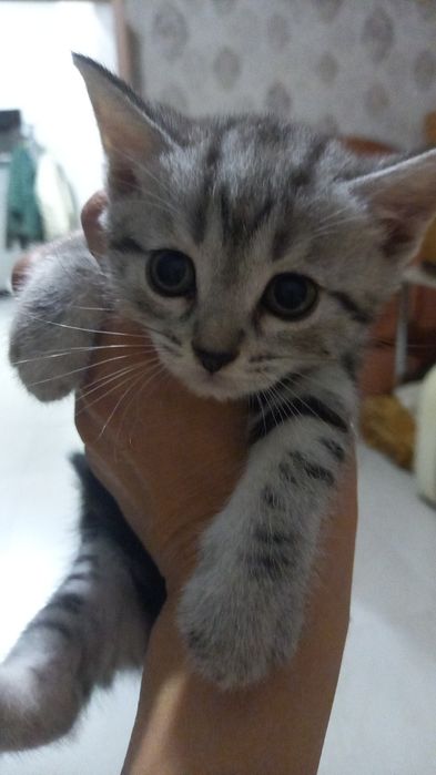 Отдам в добрые руки  три девочки 2 мальчика