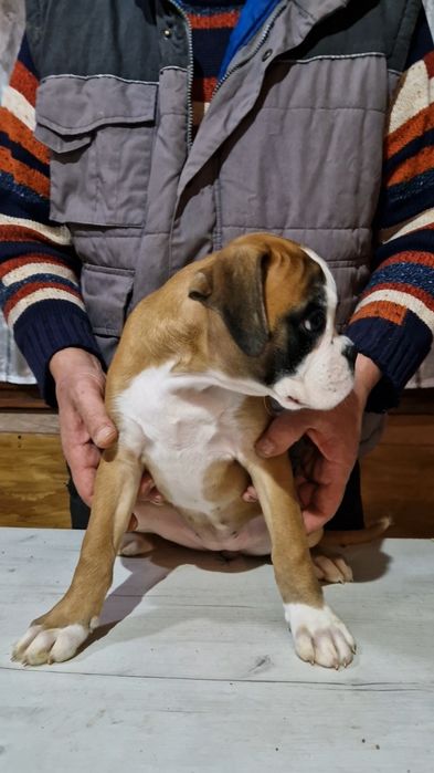 Продават се Немски Боксер