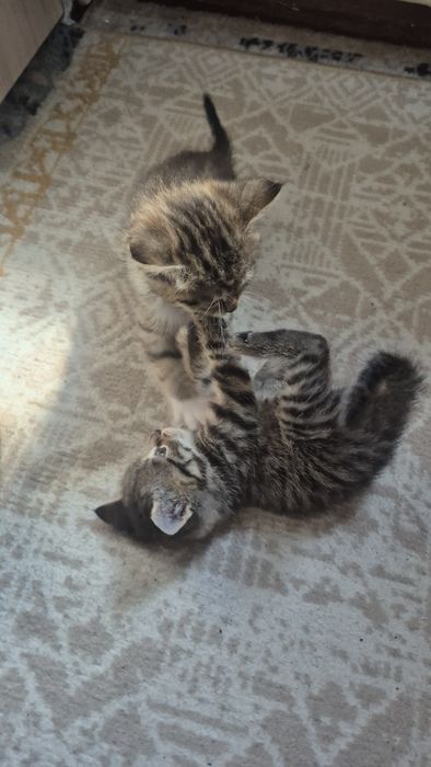 Отдам котят бесплатно