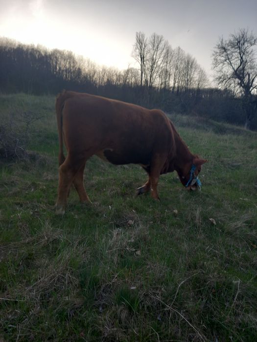 Juninca Angus de vânzare