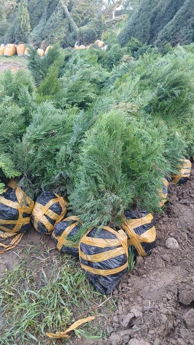 Archa mevaliy koxhatlar bor