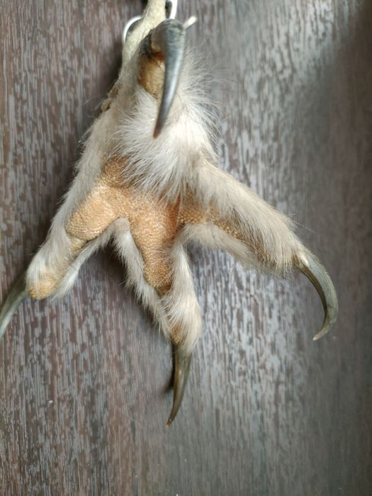 Продам лапу Совы