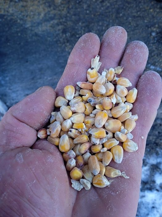 Рапс.Платный чат!Все корма.